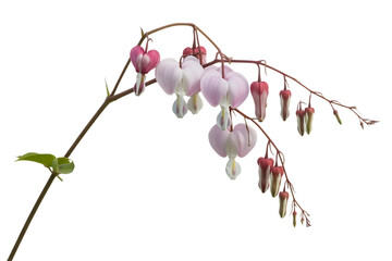 Delicate pink and white bleeding heart flowers hanging from a thin branch isolated on transparent background