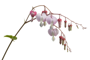 Delicate pink and white bleeding heart flowers hanging from a thin branch isolated on transparent background
