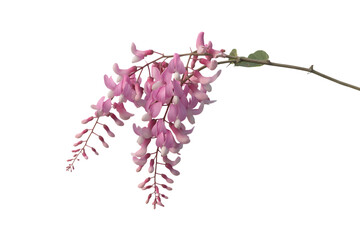 Delicate pink wisteria flowers hanging down isolated on transparent background