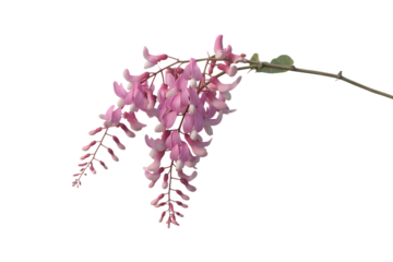 Delicate pink wisteria flowers hanging down isolated on transparent background
