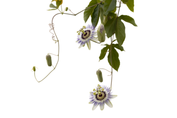 Delicate purple and white passion flowers hanging down isolated on transparent background