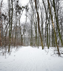 Snow-covered road in a forest. Wide angle image of a road through a winter forest on a cloudy day. 