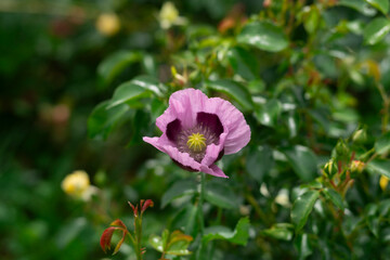 Pink poppy flower blooming with ruffled petals against a blurred green garden background.