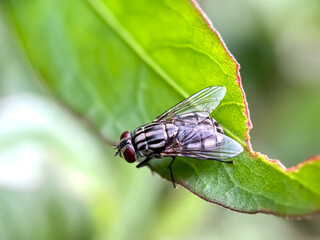 Australian Bush Fly (Musca vetustissima)