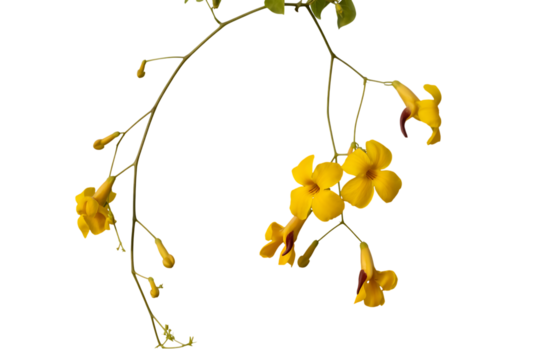 Delicate yellow trumpet flowers bloom on a thin vine isolated on transparent background