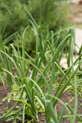 Close-up of succulent groundcover plant with small green buds in natural garden light.