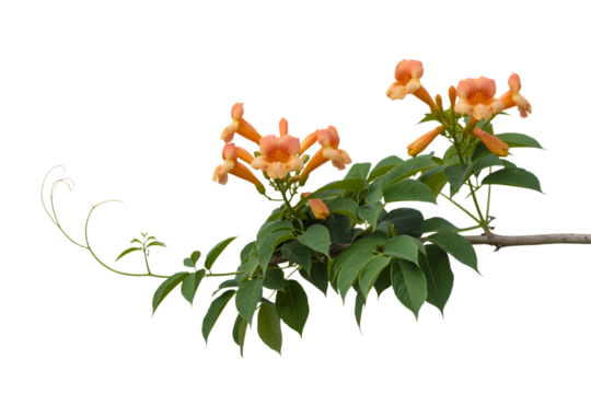 Vibrant orange trumpet flowers bloom on green foliage isolated on transparent background