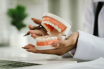 A dentist holds a dental model, demonstrating oral health, teeth structure, hygiene, and dental...