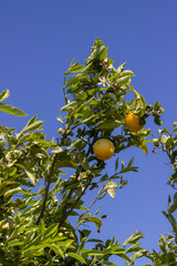 oranges on a tree, close-up