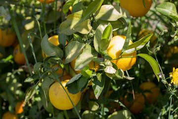 oranges on a tree, close-up