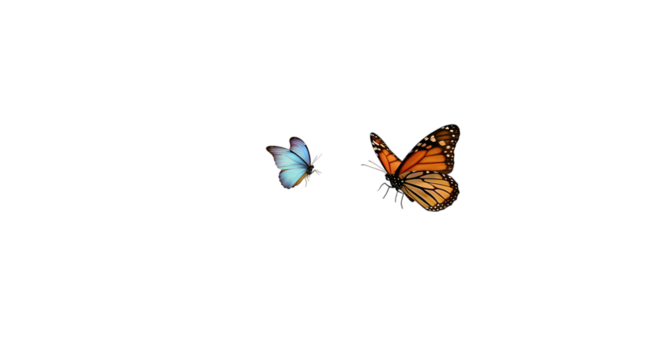 Nighttime Butterfly Flight Two Moths in Dark Setting on transparent background - Powered by Adobe