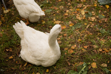 white geese sitting in autumn on grass with yellow leaves, poultry resting on the lawn