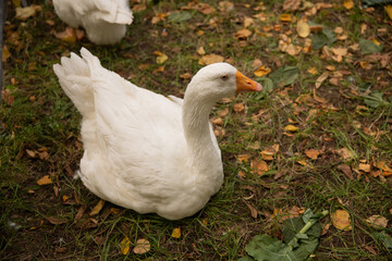 white geese sitting in autumn on grass with yellow leaves, poultry resting on the lawn