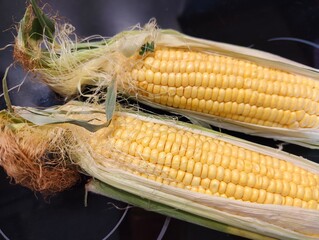 Fresh corn on the cob with husks. Two fresh yellow corn cobs partially husked, showing ripe kernels and silky fibers, placed on a dark surface for detail