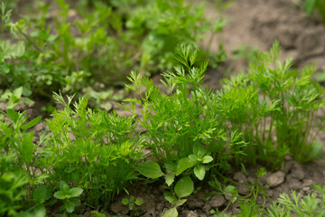 Young carrot plants sprouting in garden soil with small green leaves in natural sunlight.