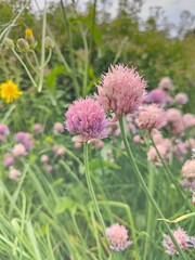 Obraz premium Blooming Chive Flowers (Allium schoenoprasum) in Meadow. Purple-pink chive blossoms (Allium schoenoprasum) growing wild in a grassy summer meadow with other flowers and natural greenery