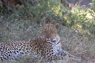 Potrait of a leopard