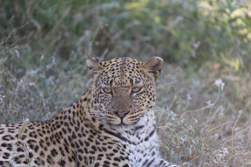 Potrait of a leopard