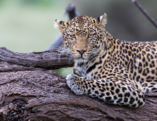 Potrait of a leopard