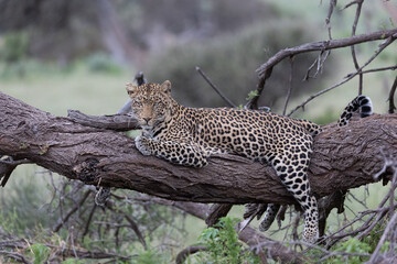 Potrait of a leopard