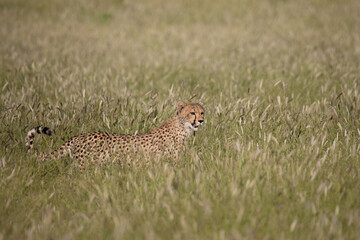 Cheetah in the grass