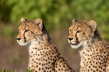 Cheetah brothers