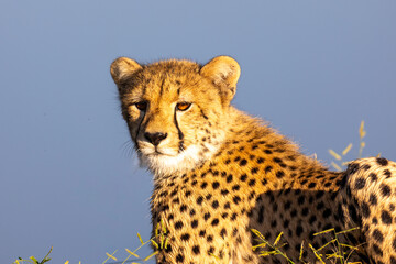 Cheetah portrait