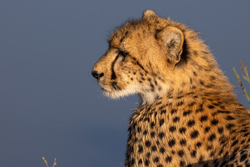 cheetah in the savannah