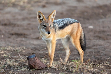 Black-backed jackal
