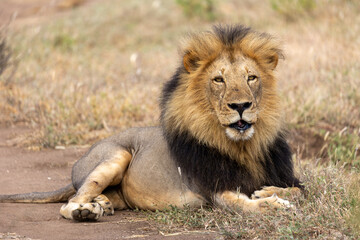 male lion in the savannah