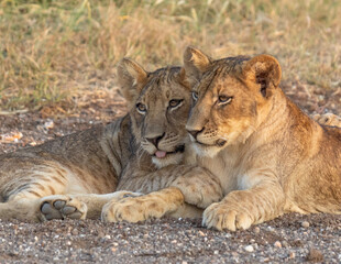 Lion cub siblings - together