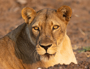 Lioness at sunset