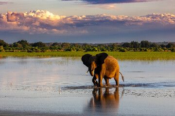 Elephant bath at sunset - 2