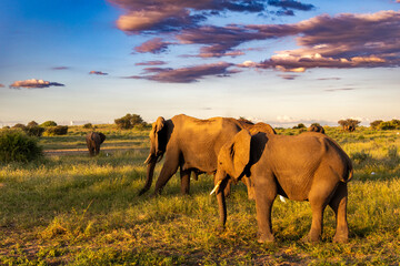 Elephants heading for the sunset
