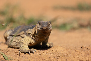 Monitor lizard on the prowl