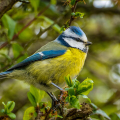 blue tit on a branch