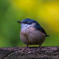 blue tit parus major