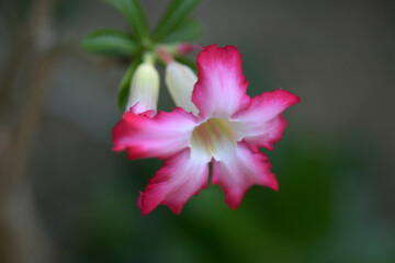 アデニウム・オベスム