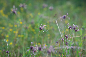 Close-up photo of field Garlic, which has small bulblets in the flower head. Edible plant with good flavour. Field garlic, wild onion (Allium oleraceum) grows in nature. 