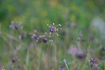 Close-up photo of field Garlic, which has small bulblets in the flower head. Edible plant with good flavour. Field garlic, wild onion (Allium oleraceum) grows in nature. 