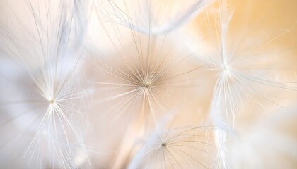 Naklejka premium Dandelion background