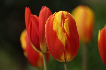 Vibrant red and yellow bi color tulips in bloom
