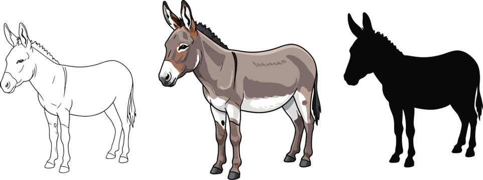 Naklejki Three donkeys in outline, color, and silhouette vector illustration