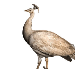 Obraz premium rare white peacock