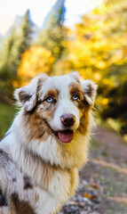 Australian Shepherd with Red Merle Coat Close Up Portrait in Golden Foliage