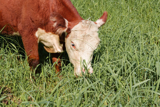 Hereford Grazing in the Pasture.