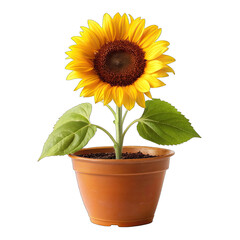 Obraz premium sunflower on a white background