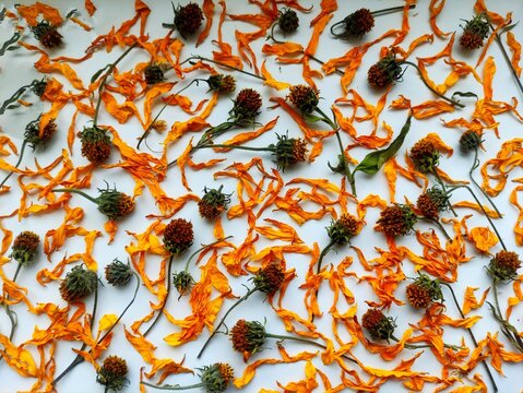 Floral pattern of dried Jerusalem artichoke petals and flower stalks on a white background. Herbarium, volumetric dried flowers. Autumn bright composition