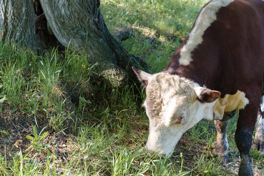 Hereford bull gracefully bends its head to savor the lush, green grass in a sprawling pastoral setting.