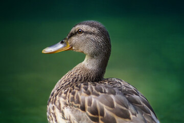 Duck head close-up